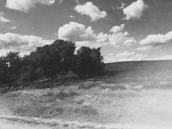 Trees on field against sky