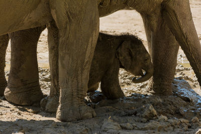 Elephant standing in a sunlight