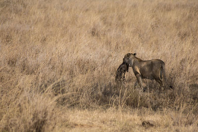 Lioness carrying animal skull in mouth on field