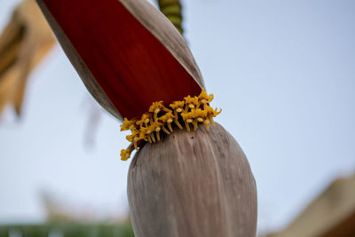 Close-up of yellow flower on wood against sky