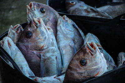 High angle view of fish for sale in market