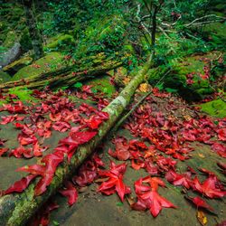 Close-up of red maple leaves on tree