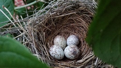 Close-up of bird nest