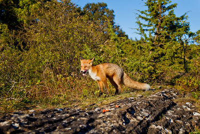 Fox on road