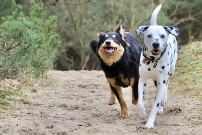 Portrait of dogs running on field