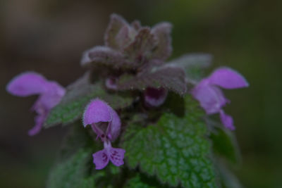 Close-up of purple flowers