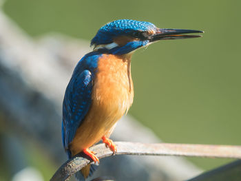 Side view of kingfisher perching on rusted metal