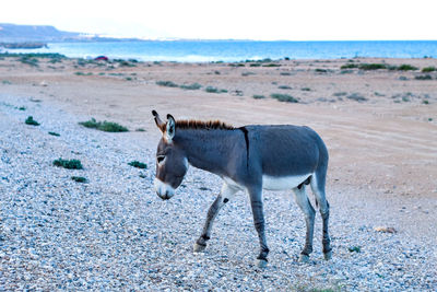 Side view of a donkey on beach