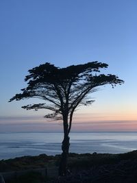 Silhouette tree by sea against clear sky during sunset