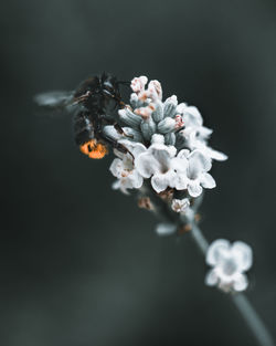 Close-up of white cherry blossom