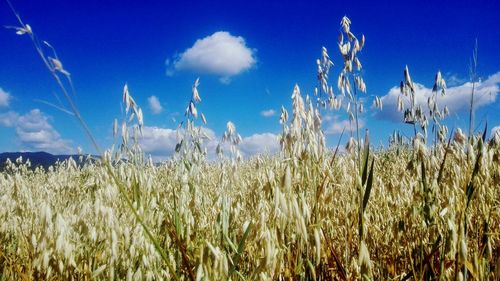 Plants growing in field