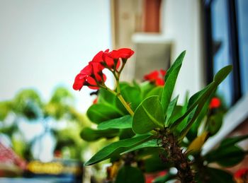 Close-up of red flowers blooming outdoors