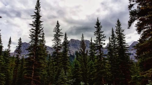 Low angle view of trees against cloudy sky