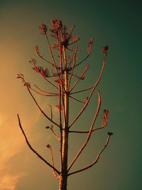 Close-up of flower tree against sky