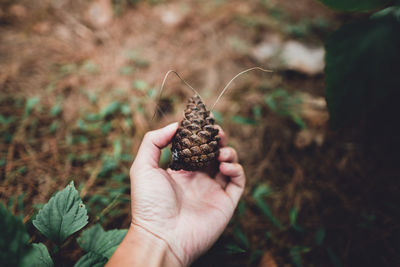 Close-up of hand holding pine cone on land