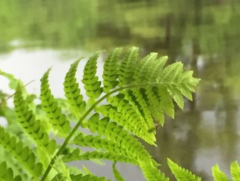 Close-up of leaves