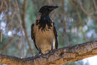 Close-up of bird perching on a tree