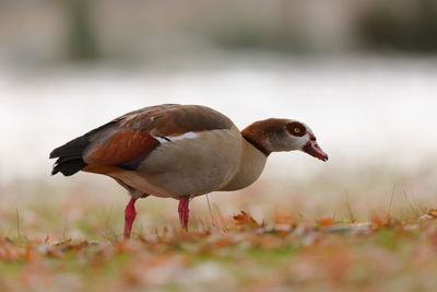Close-up of duck on field