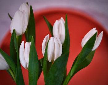 Close-up of white rose plant