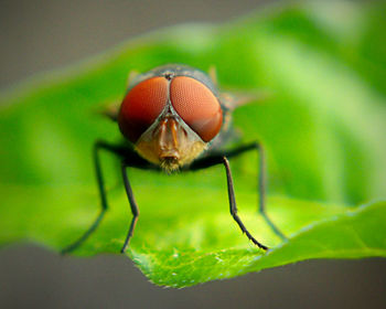 Close-up of insect on leaf