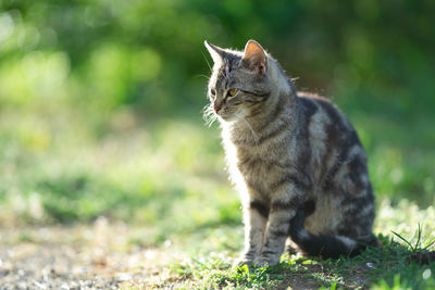 Cat sitting on a field