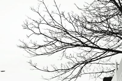 Low angle view of bare trees