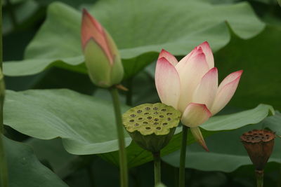 Close-up of lotus water lily in pond