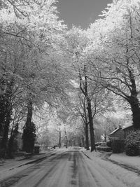 Empty road along bare trees