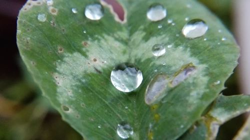 Close-up of water drops on leaf