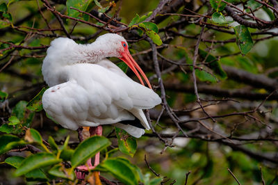 White bird perching on a branch