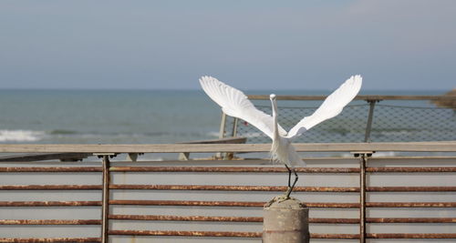 Seagull on railing by sea against clear sky