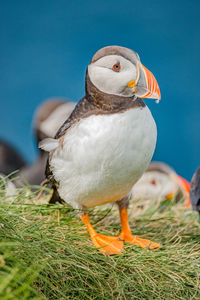 Close-up of bird