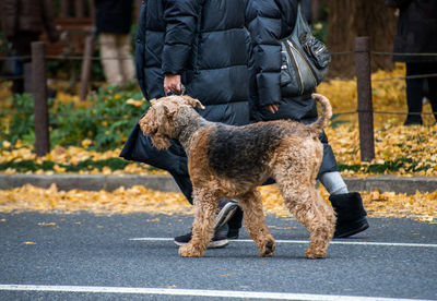 Low section of man with dog standing on road