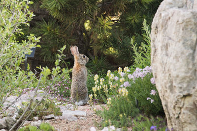 Squirrel on flower tree