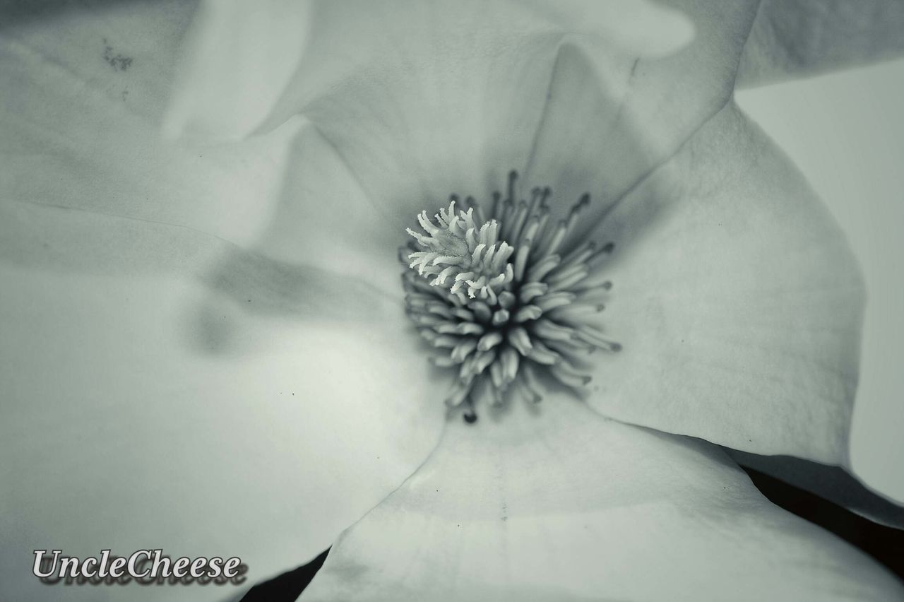 flower, petal, flower head, fragility, growth, nature, beauty in nature, freshness, pollen, close-up, stamen, springtime, plant, blooming, day, no people, outdoors, passion flower