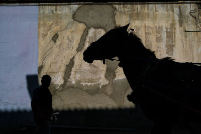 Silhouette of horse and person on wall