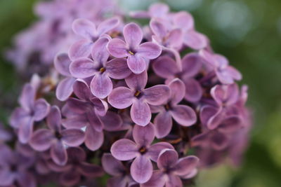 Close-up of purple flowering plant