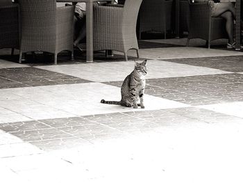 Cat sitting on floor