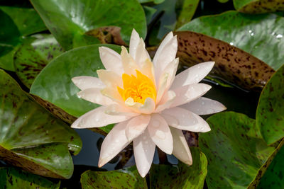 Close-up of lotus water lily in pond