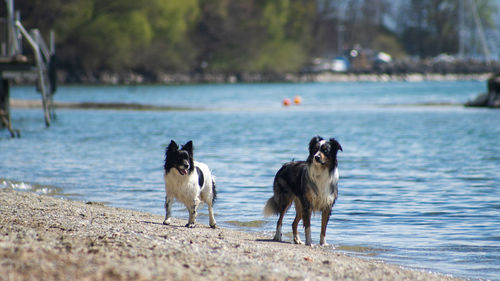 Dog running on beach