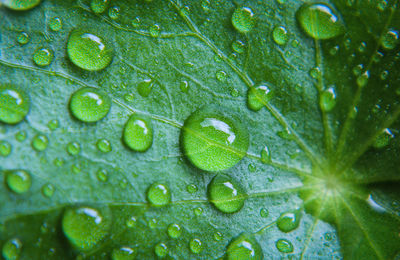 Close-up of raindrops on leaves