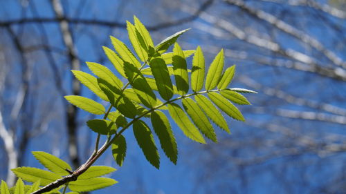 Low angle view of leaves on tree