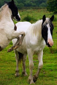 Close-up of horses standing on field