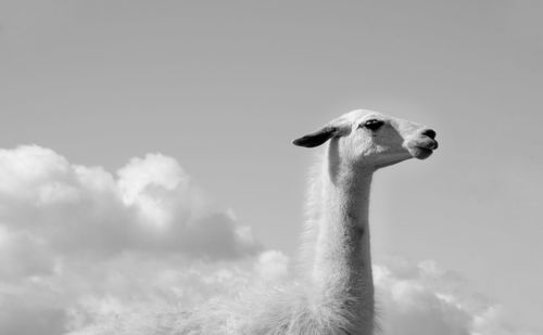 Low angle view of a horse against sky