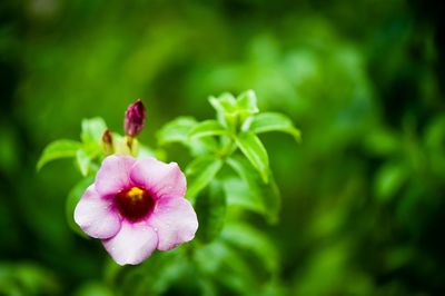 Close-up of pink flowers