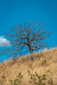 Bare tree on field against clear blue sky