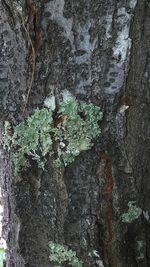 Close-up of tree trunk