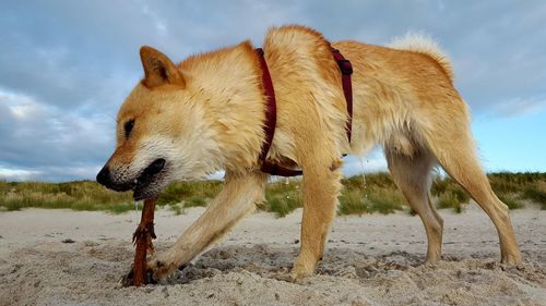 Close-up of dog playing with stick at beach against cloudy sky