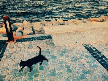 High angle view of a cat in seaside