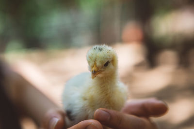 Close-up of a hand holding a bird